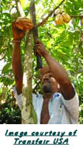 cutting cocoa beans