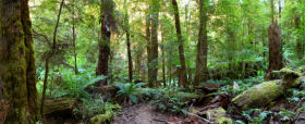 rainforest